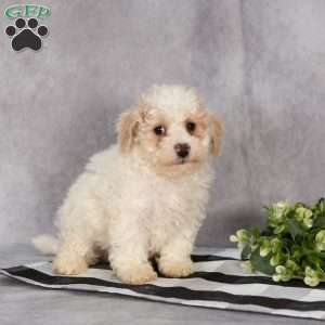 Percy, Bich-Poo Puppy